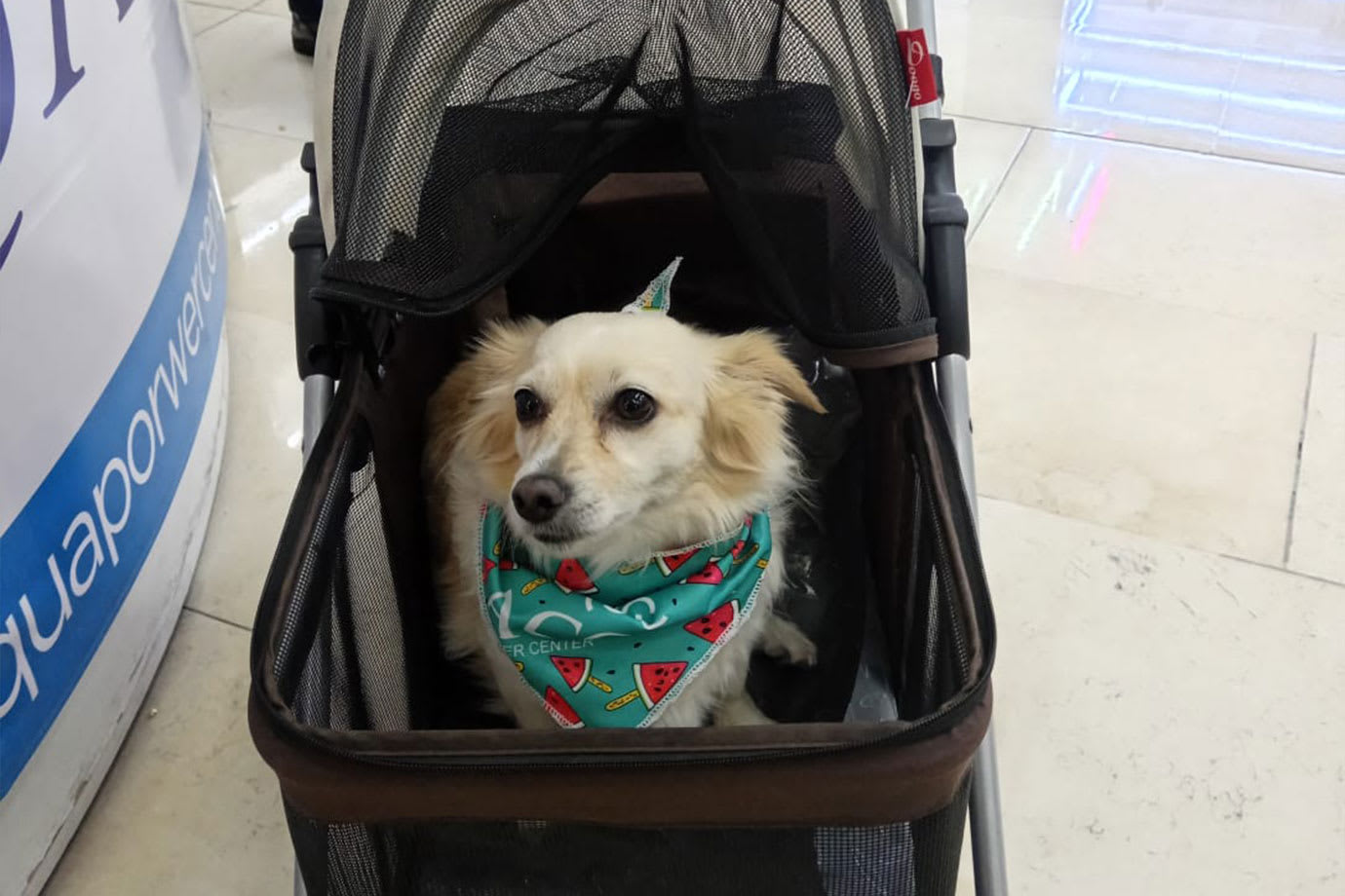 ACQUA_COCHES-MASCOTAS2